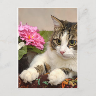 Katze Postkarte