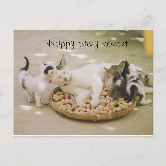 Katze Postkarte (Vorderseite)