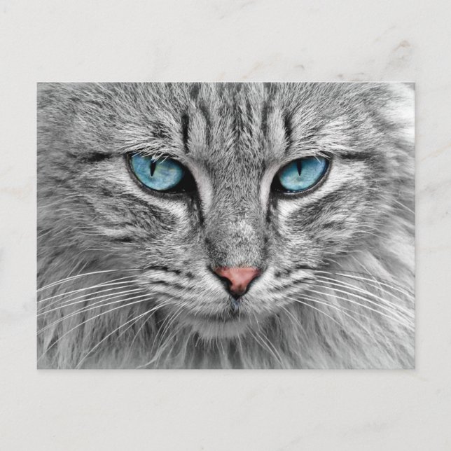 Katze Postkarte (Vorderseite)