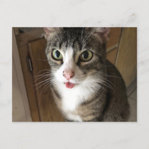 Katze Postkarte