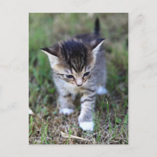 Katze Postkarte
