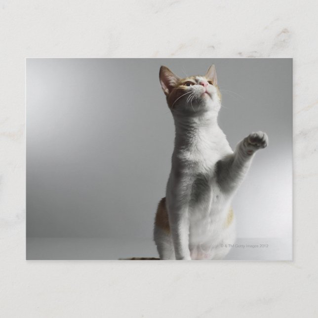 Katze Postkarte (Vorderseite)