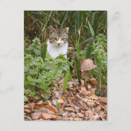 Katze [Postkarte] Postkarte