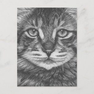 Katze Postkarte. Zeichnend Stift Postkarte