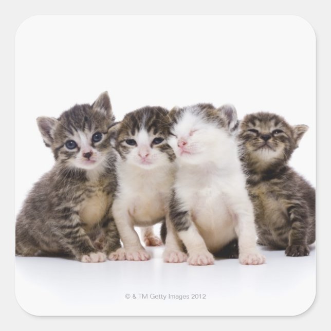 Katze Quadratischer Aufkleber (Vorderseite)