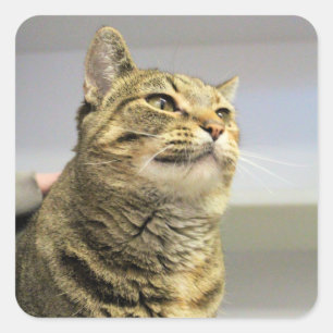 Katze Quadratischer Aufkleber