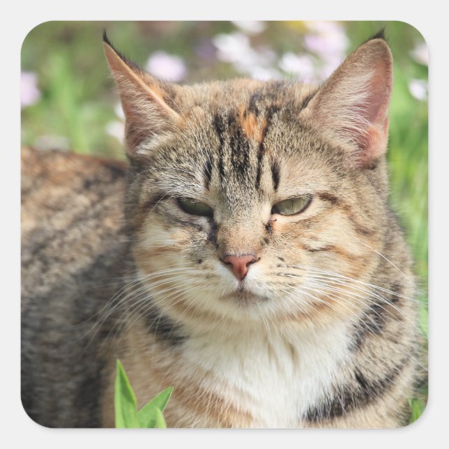 Katze Quadratischer Aufkleber (Vorderseite)