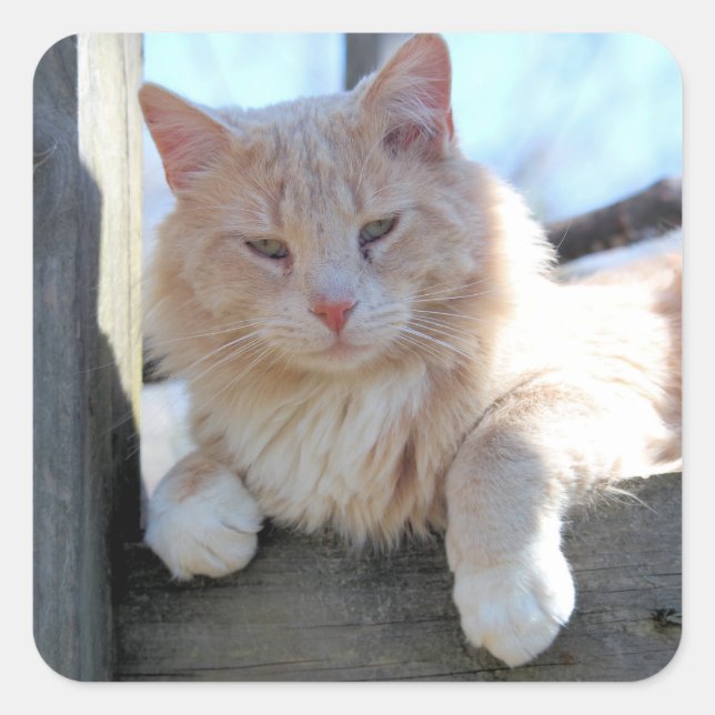 Katze Quadratischer Aufkleber (Vorderseite)