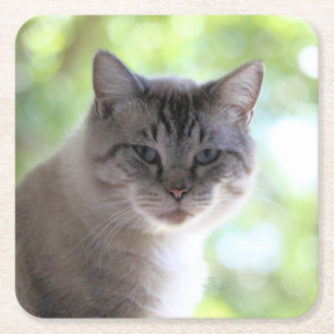 Katze Rechteckiger Pappuntersetzer