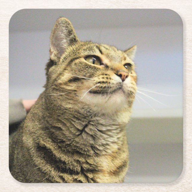 Katze Rechteckiger Pappuntersetzer (Vorderseite)