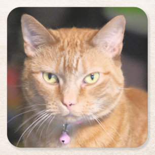 Katze Rechteckiger Pappuntersetzer