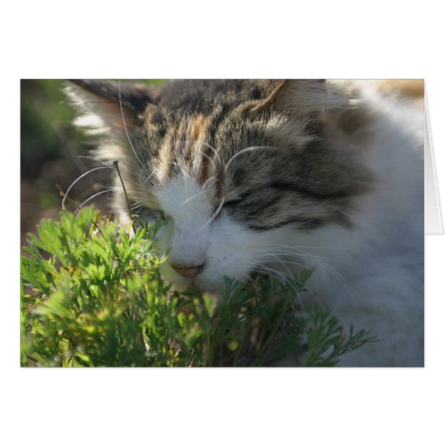 Katze riecht eine Pflanze (Vorderseite (Horizontal))