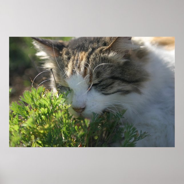 Katze riecht eine Pflanze Poster (Vorne)