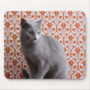 Katze (russisches Blau) und Tapetenhintergrund Mousepad