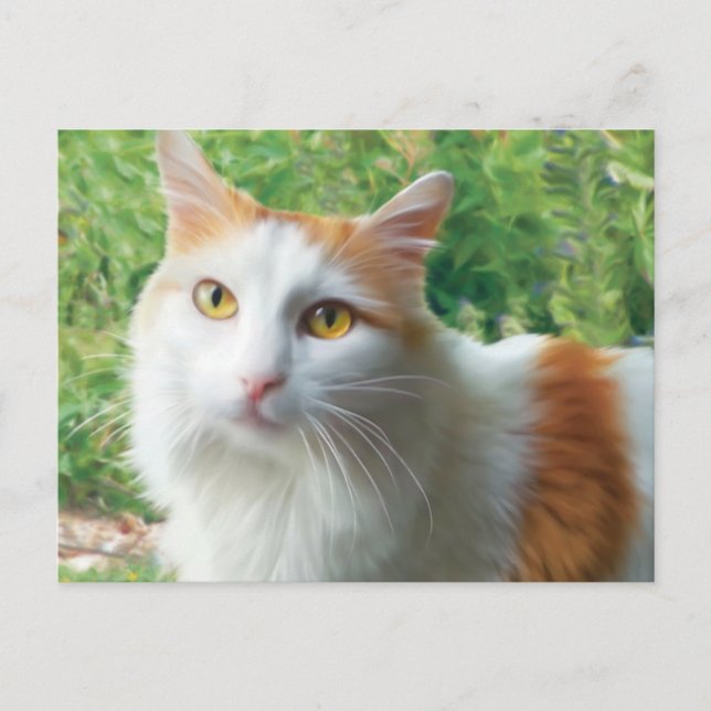 Katze - Samson the Long hahabe White and Tan cat Postkarte (Vorderseite)