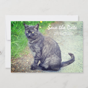 Katze Save the Date Einladungskarte