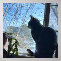 Katze schaut aus dem Fenster Poster