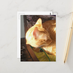 Katze schläft auf der Arbeit Postkarte