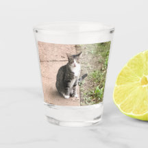Katze