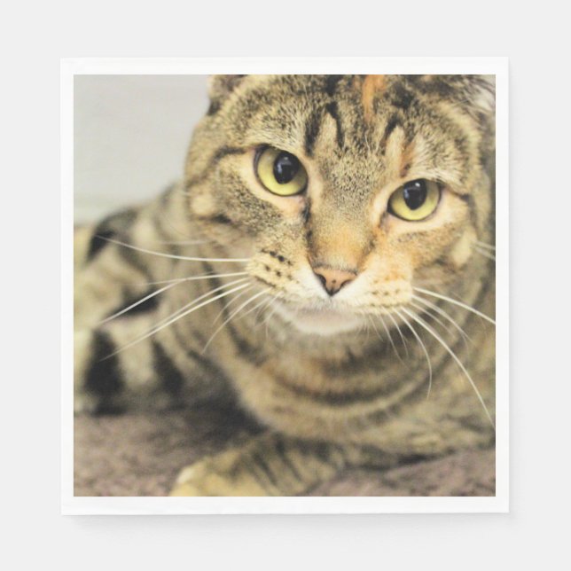 Katze Serviette (Vorderseite)