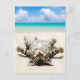 Katze Sonnenbaden am Strand Postkarte