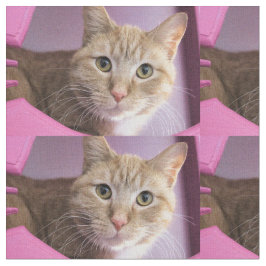Katze Stoff