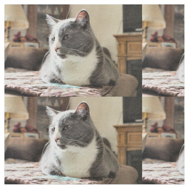 Katze Stoff (Nahaufnahme)