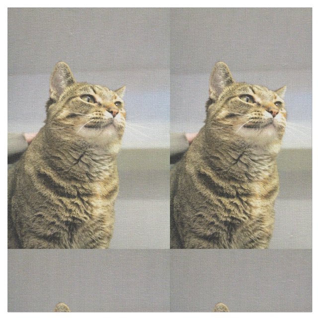 Katze Stoff (Nahaufnahme)