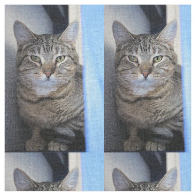 Katze Stoff (Nahaufnahme)