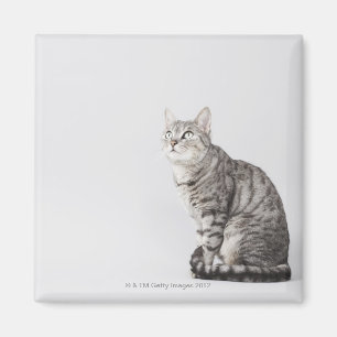 Katze sucht nach oben magnet