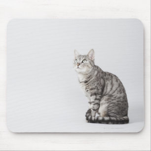 Katze sucht nach oben mousepad