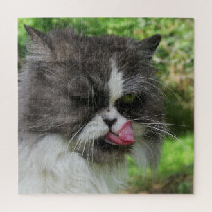 Katze, süß, Haustier, grau, behaart, domestiziert, Puzzle