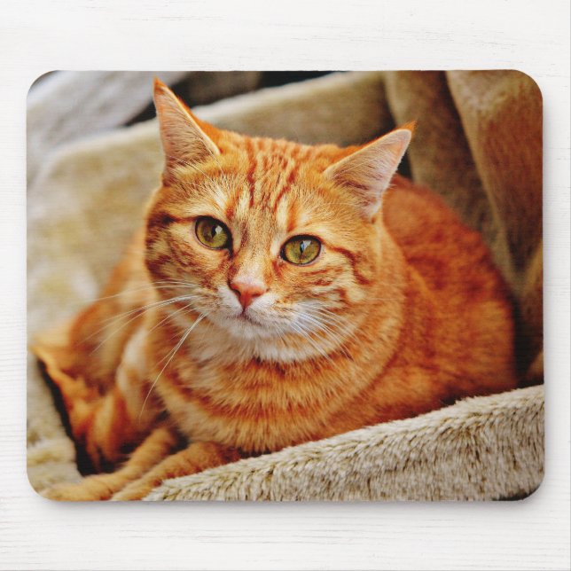 Katze, Tabby, Natur Mousepad (Vorne)