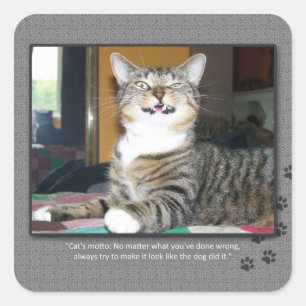 Katze tadelt Hund Quadratischer Aufkleber