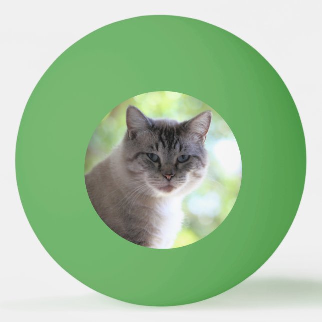 Katze Tischtennisball (Vorderseite)