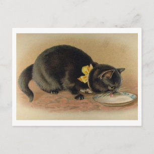 Katze trinkt Milch aus einer Schüssel Vintage Postkarte