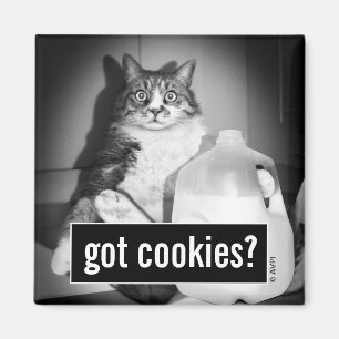 Katze trinkt Milch von Jug Magnet