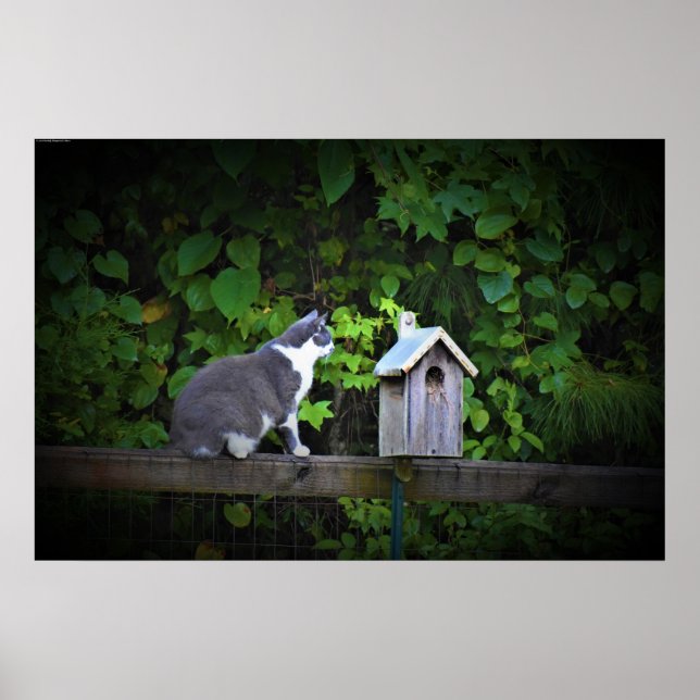 Katze und Birdhouse, Poster (Vorne)