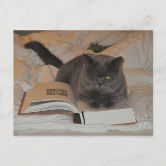 Katze und Buch Postkarte