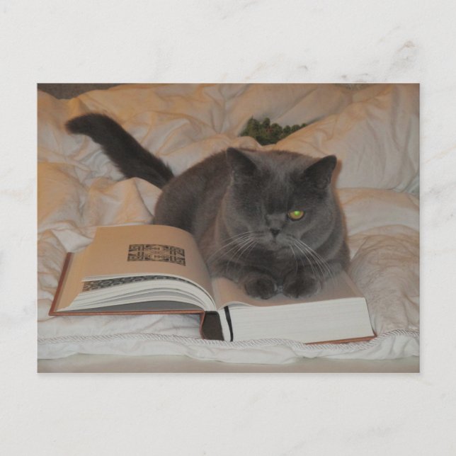 Katze und Buch Postkarte (Vorderseite)