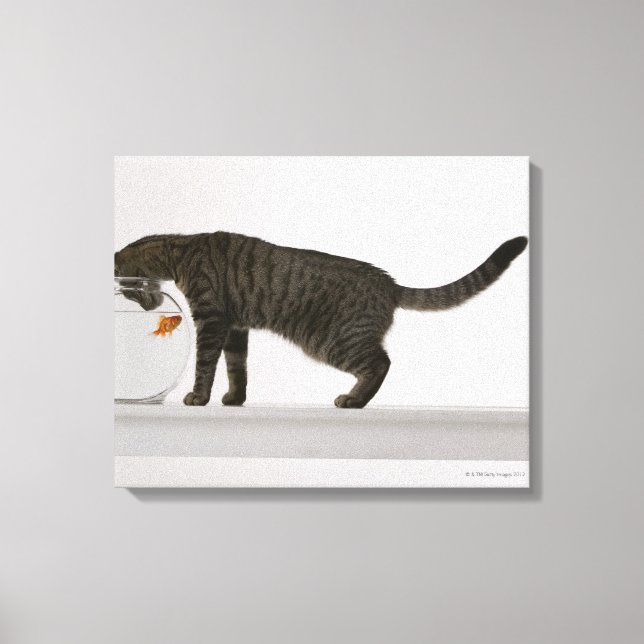 Katze und Goldfische Leinwanddruck (Vorderseite)