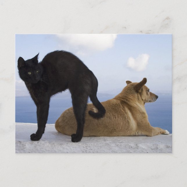 Katze und Hund Postkarte (Vorderseite)