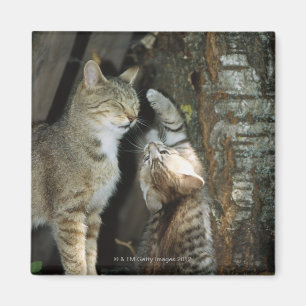 Katze und Kätzchen durch Baum Magnet
