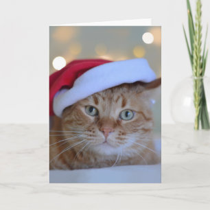 Katze und Weihnachtslichter Karte