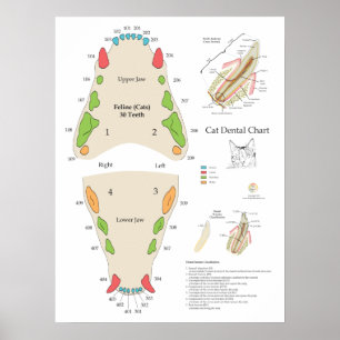 Katze Veterinär-Zahn-Diagramm Poster