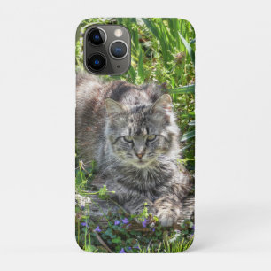 Katze während Eclipse Case-Mate iPhone Hülle