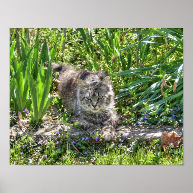 Katze während Eclipse Poster (Vorne)