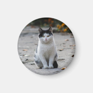 Katze, weiß, Haustier Magnet