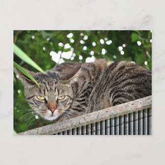 Katze wird böse postkarte
