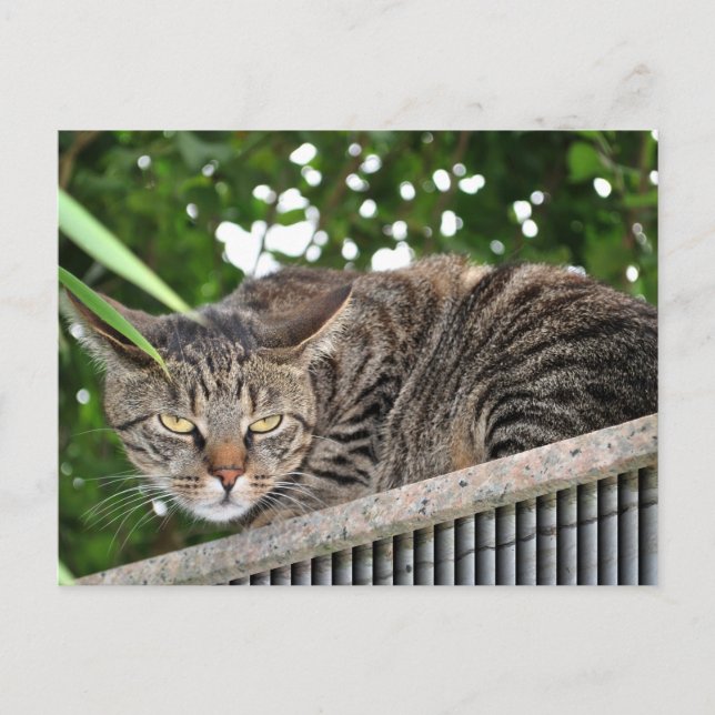 Katze wird böse postkarte (Vorderseite)